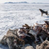 Harsh Mongolian Winter Leaves Over 5 Million Animals Dead