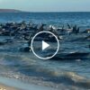 Mass Whale Stranding in Western Australia